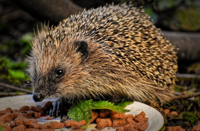 Weiterbildung – Igel in Not
