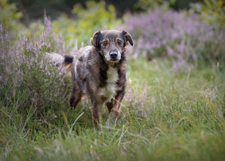 Alte Hunde. Was wäre wenn…