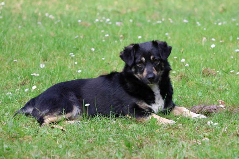 Tessa im Glück