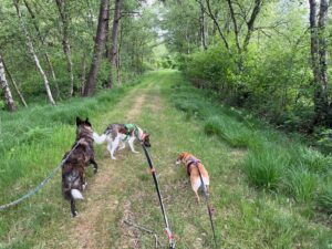 Caniglück-Freundeskreis – Wandern mit Hund
