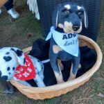 Adopt don´t shop