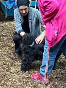 Workshop – Schmerzen beim Hund erkennen