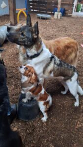 Physio-Fitness-Workshop für Hunde