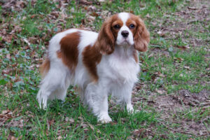 Rieke-ein kleines Update