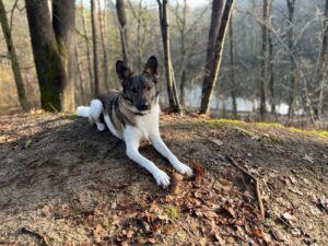 Wie Hunde wirklich lernen – Eindrücke aus einem Workshop